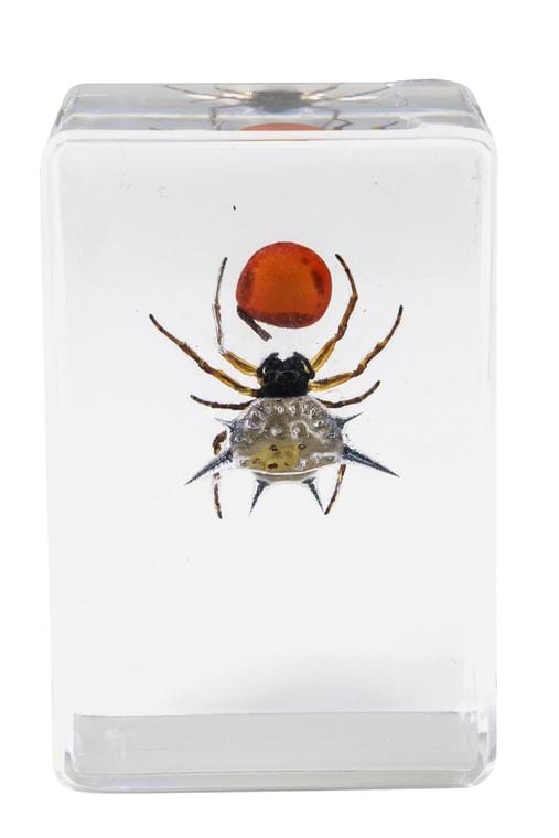Celestron Accessory Celestron 3D Specimen Kit #4 - 44424