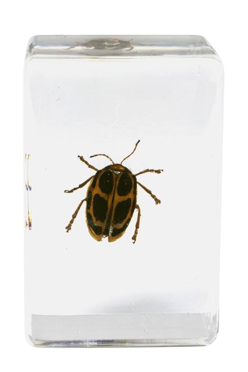Celestron Accessory Celestron 3D Specimen Kit #4 - 44424