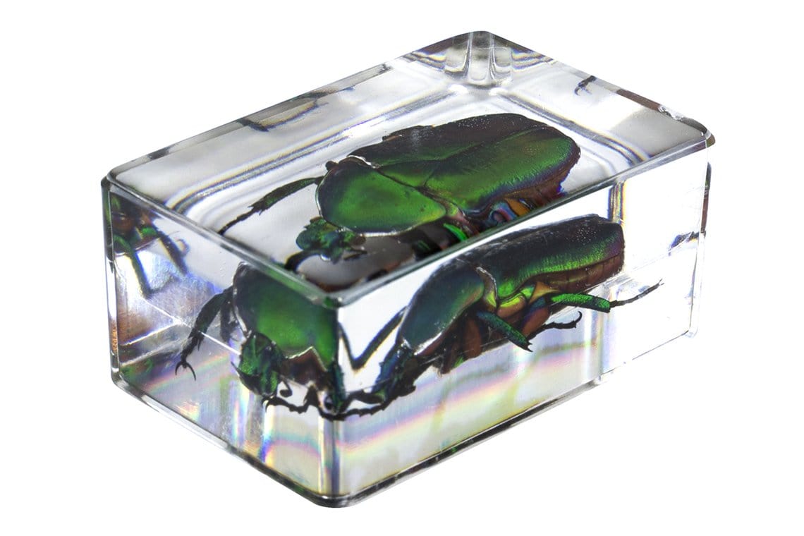 Celestron Accessory Celestron 3D Specimen Kit #4 - 44424