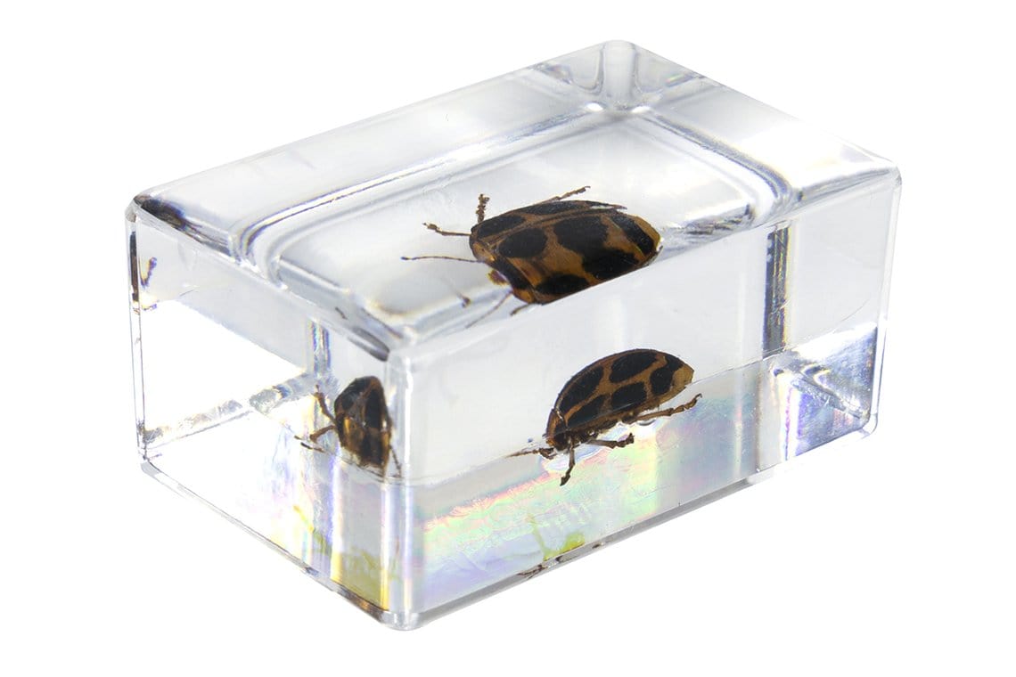 Celestron Accessory Celestron 3D Specimen Kit #4 - 44424